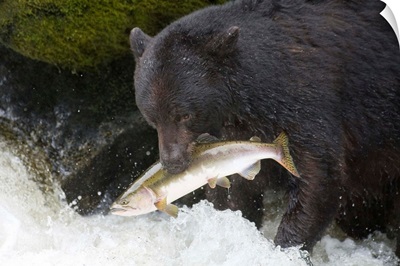 A Black Bear Catches A Pink Salmon Along A Stream In Alaska's Tongass Forest