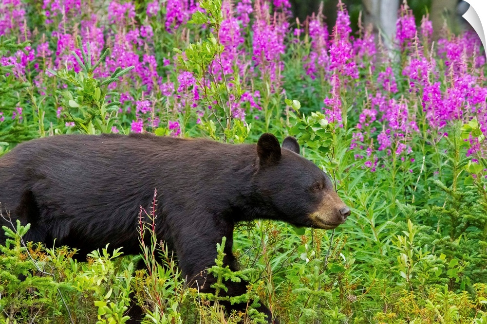 A Black Bear searches for berries along the Tatshenshini River, not far from the Alaska Highway in Canada's Yukon Territor...