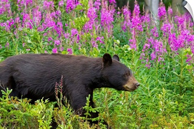 A Black Bear searches for soap berries along the Tatshenshini River