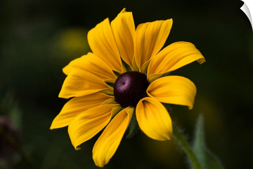 A black-eyed Susan (rudbeckia hirta) blooms in a flower garden in summertime, Astoria, Oregon, united states of America.