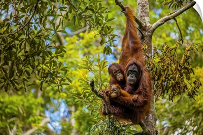 A Bornean Orangutan Family In A Tree