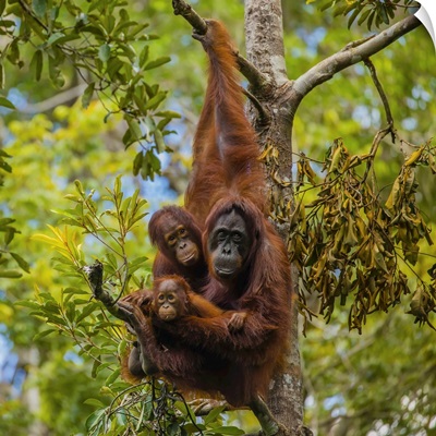 A Bornean Orangutan Family, In A Tree
