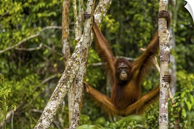 A Bornean Orangutan, Swinging From Adjacent Tree Trunks