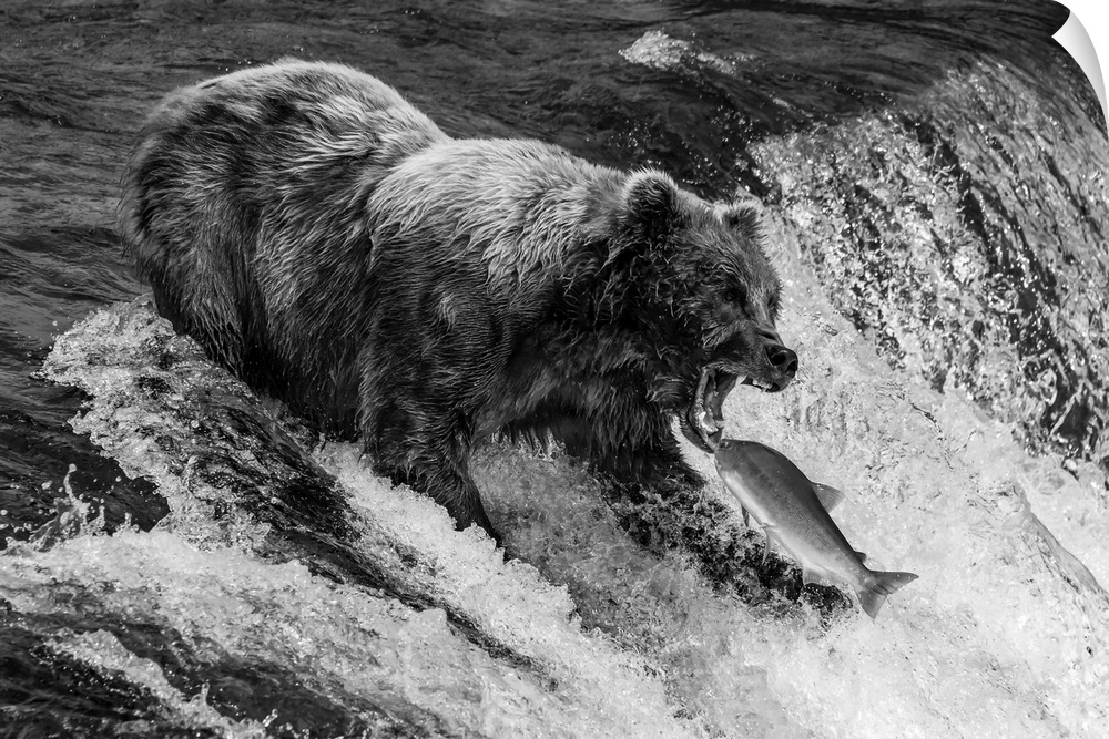 A brown bear (Ursus arctos) about to catch a salmon in its mouth at the top of Brooks Falls, Alaska. The fish is only a fe...