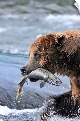 A brown bear carries away a chum salmon it caught at the McNeil River Falls