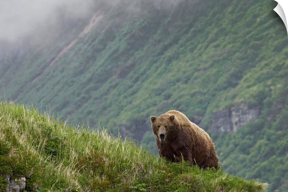 A large brown bear stands on the edge of a cliff with a massive view of another cliff behind it.