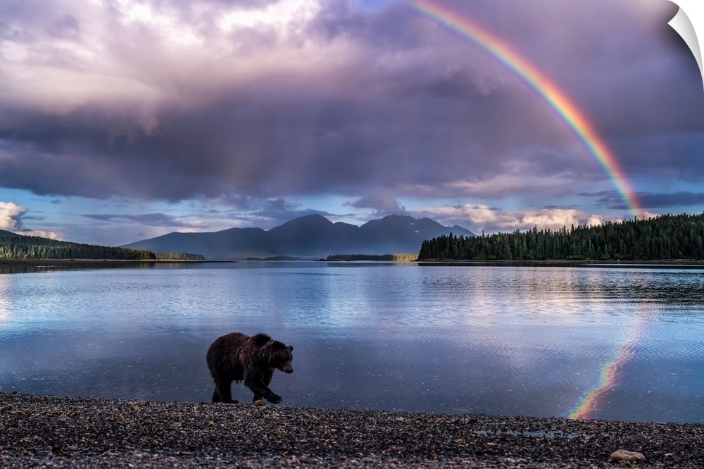 A Brown bear (Ursus arctos) walks the shoreline at Pack Creek as the tide goes out on Admiralty Island. A rainbow brighten...