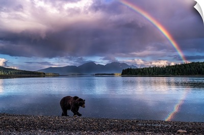 A Brown Bear Walks The Shoreline At Pack Creek, Rainbow, Tongass National Forest, Alaska