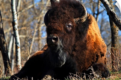 A Buffalo Resting