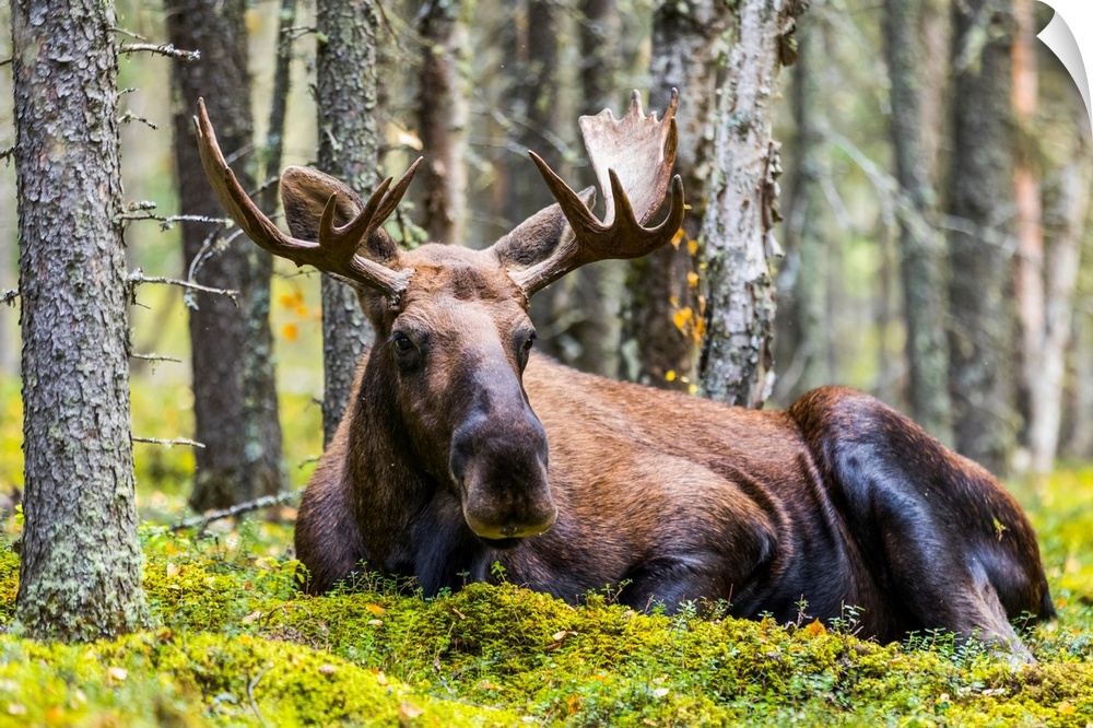 A bull moose (alces alces) resting in a forest on fort Greely, Alaska, united states of America.