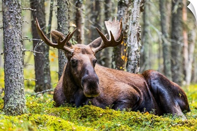 A Bull Moose (Alces Alces) Resting In A Forest On Fort Greely, Alaska