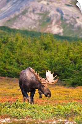 A bull moose in rut standing in a wooded area near Powerline Pass in Chugach State Park