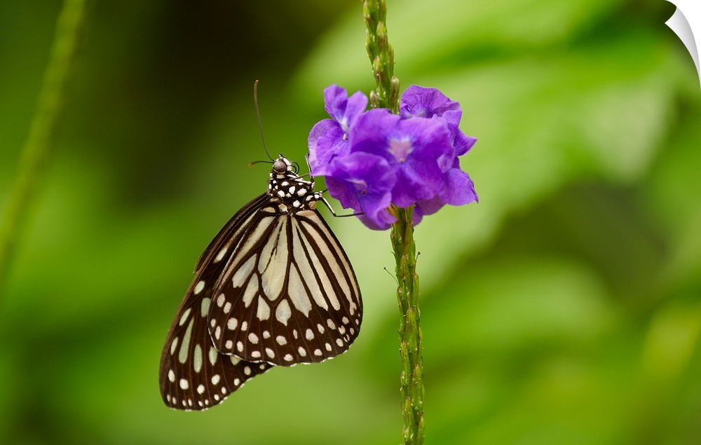 A Butterfly On A Flower