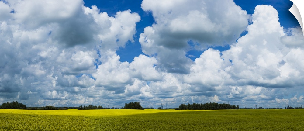 A canola field under a cloudy filled with shadows of the clouds cast on the field, painting effect added; Alberta, Canada.