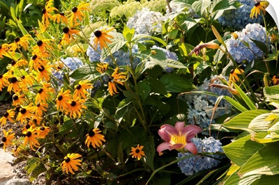 A Cape Cod garden with black-eyed susans, hydrangeas and lilies.; Sandwich, Cape Cod, Massachusetts.