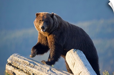 A captive Brown bear stands on a log pile in late afternoon