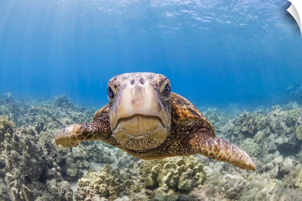 A close look at a green sea turtle (chelonia mydas) an endangered species, Hawaii, united states of America.