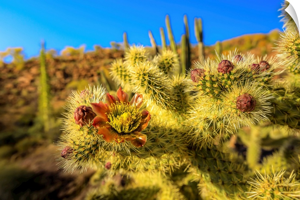 A close up of cactus flower of the jumping choola in Valle de Los Cirios, Fauna and Flora Protected area on the Baja Penin...