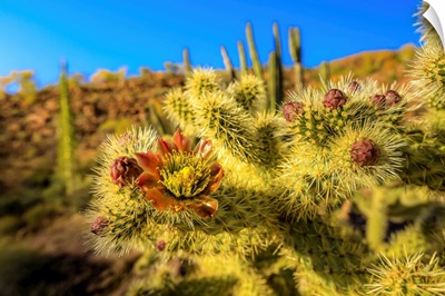 A Close Up Of Cactus Flower Of The Jumping Choola In Valle De Los Cirios