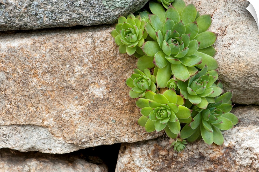 Close up photo of green plant houseleeks growing in the cracks of large stones.