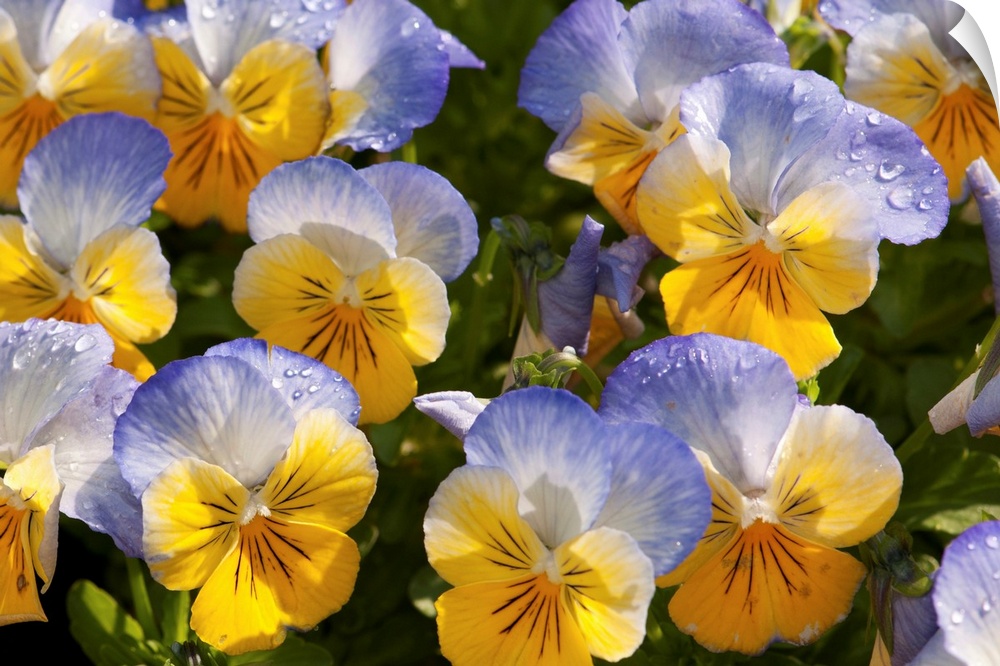 A cluster of yellow and blue pansies, Viola species, with raindrops.