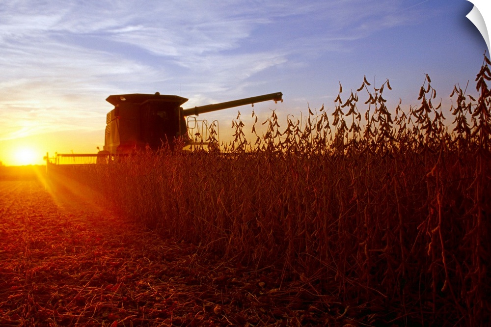 A combine harvests mature soybeans at sunset with a farmstead in the distance, Illinois