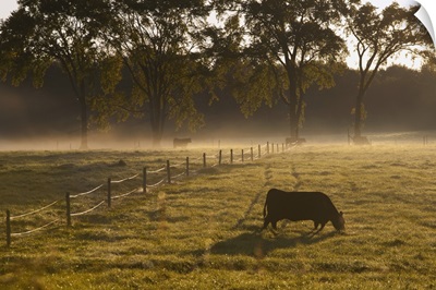 A Cow Grazing In A Field In The Early Morning; Ville De Lac Brome, Quebec, Canada