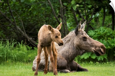 A cow moose relaxes on a lawn with her calf