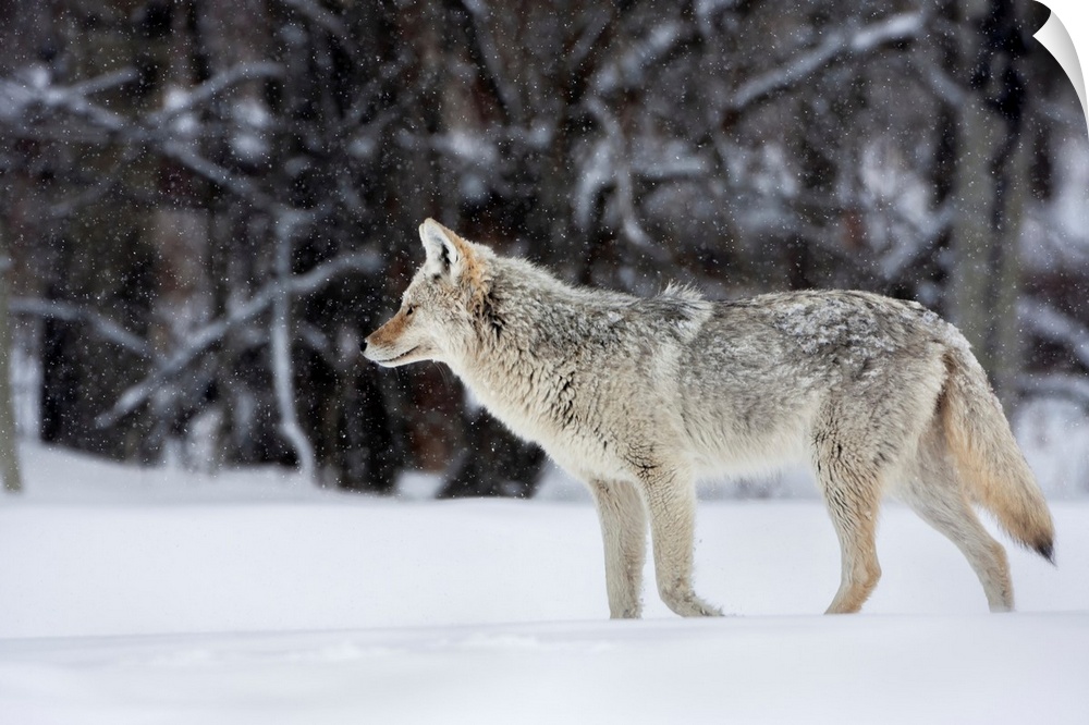 coyote in winter, with snow falling at elk island national park  alberta  canada