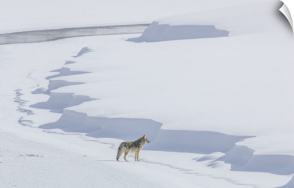 A coyote (Canis latrans) walking on the ice of the Yellowstone River listening for prey under the snowbanks, near Alum Cre...