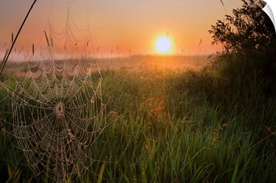 A Dew-Covered Cattle Pasture With Spider Web, Central Alberta, Canada