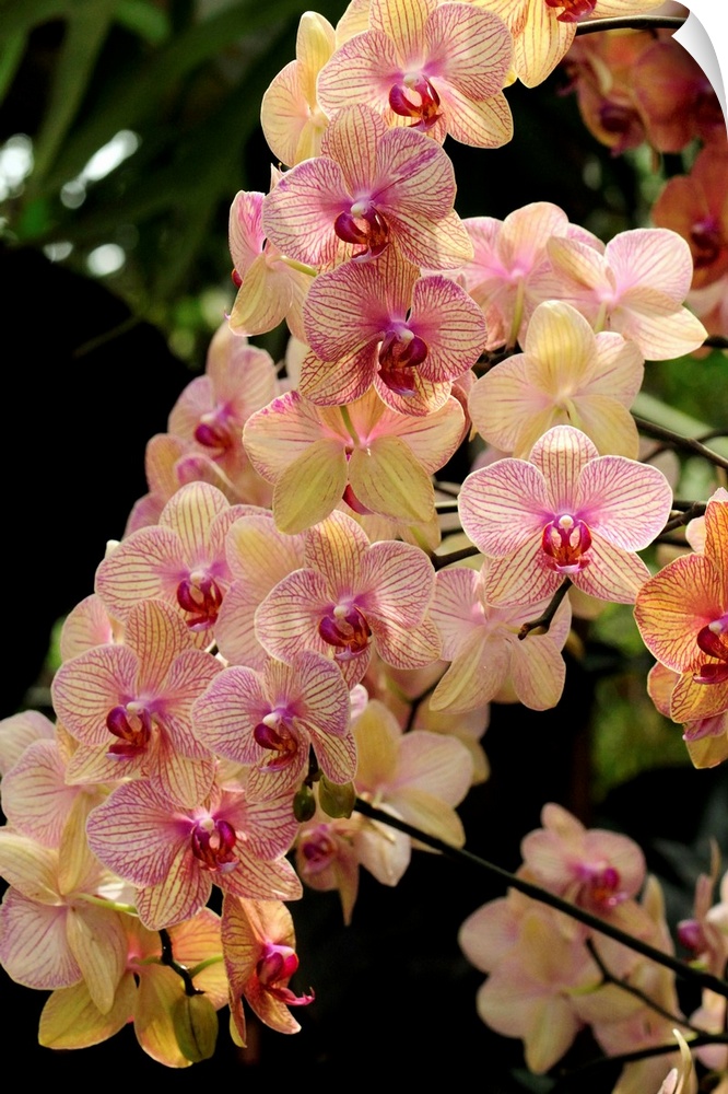 A display of a large cluster of Phalaenopsis orchids.
