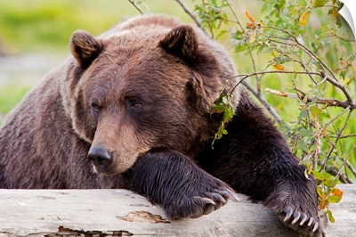 A female Brown bear lays draped over a log, Alaska Wildlife Conservation Center