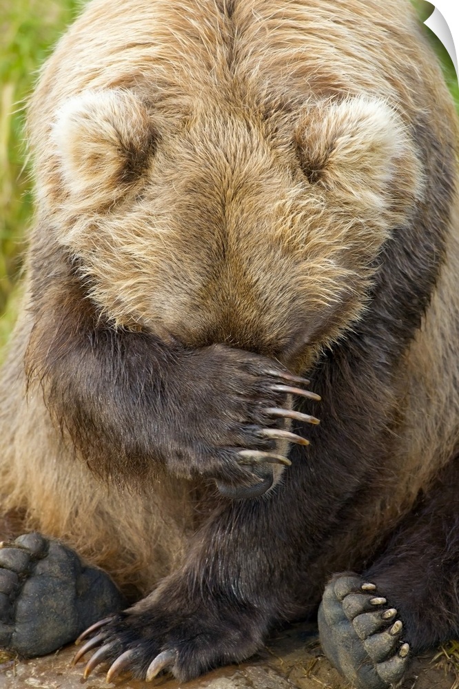 A brown bear rests while sitting on the bank of a small stream in Katmai National Park, Alaska.Grizzly Creek.