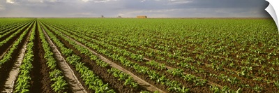 A field of early growth sugar beets, Imperial Valley