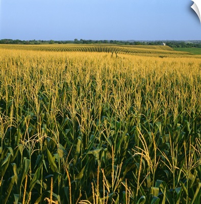 A field of mid growth tasseled grain corn in summer with farmsteads in the distance