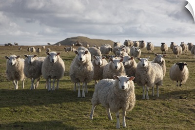A Flock Of Sheep In A Field, Northumberland, England