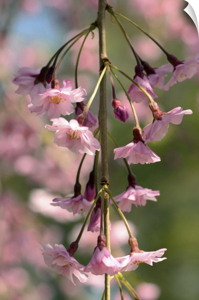 A flowering branch of a weeping higan cherry tree, Prunus subhirtella pendula. Cambridge, Massachusetts.