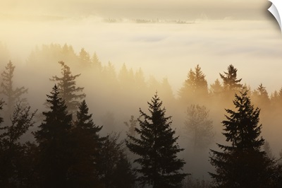 A Forest In The Valley With Fog At Sunrise, Happy Valley, Oregon