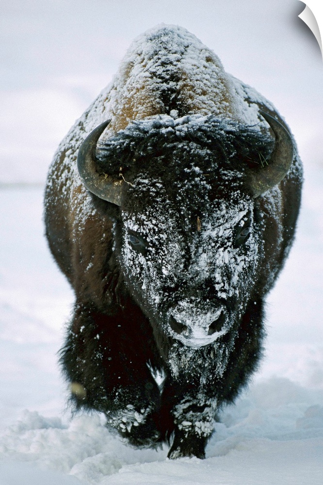 A frost-covered American bison bull (Bison bison) walks through the snow in Yellowstone National Park, United States of Am...