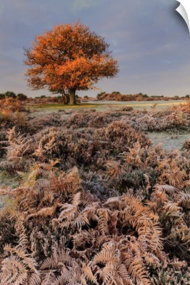 A Frosty Morning Near Mogshade Hill In The New Forest