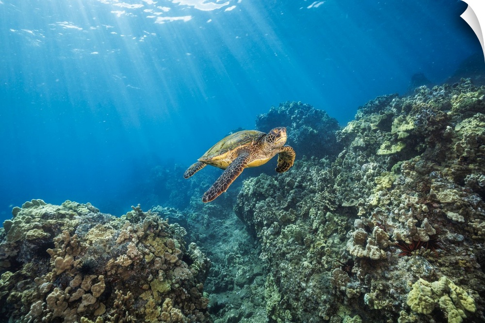A green sea turtle (chelonia mydas), an endangered species, glides over a reef off the island of Maui, Hawaii, united stat...