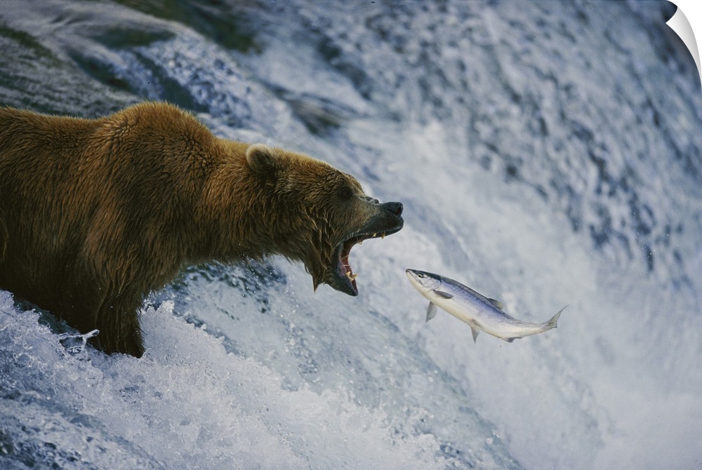 A grizzly bear opens wide for a mouth full of salmon. Brooks falls, Katmai national park and preserve, Alaska.