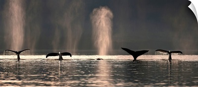 A group of Humpback Whales dive down as they are feeding in Stephens Passage
