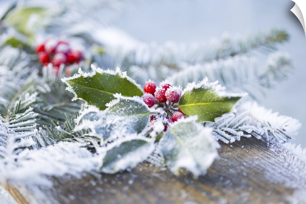 A holly branch with berries and fir boughs covered in frost on a wooden board in selective focus, British Columbia, Canada.