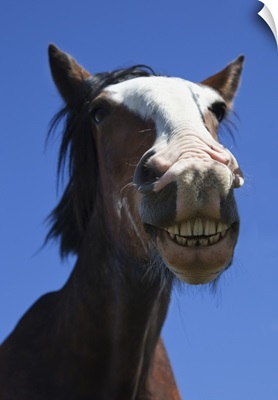 A Horse Smiling And Showing It's Teeth; Northumberland, England
