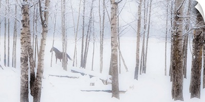 A Horse Stands Beside A Forest Of Bare Trees In Winter; Alberta, Canada