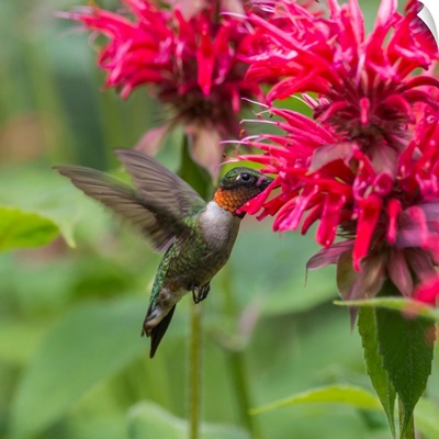 A Hummingbird Hovers By A Bright Pink Blossoming Flower, Ontario, Canada