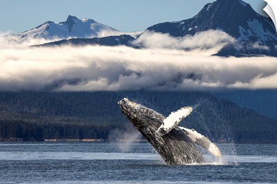 A humpback whale breaches as it leaps from Lynn Canal in Alaska's Inside Passage