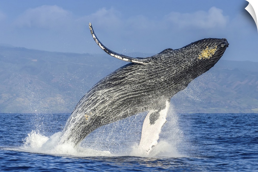 A humpback whale breaches far in the air above the Pacific.